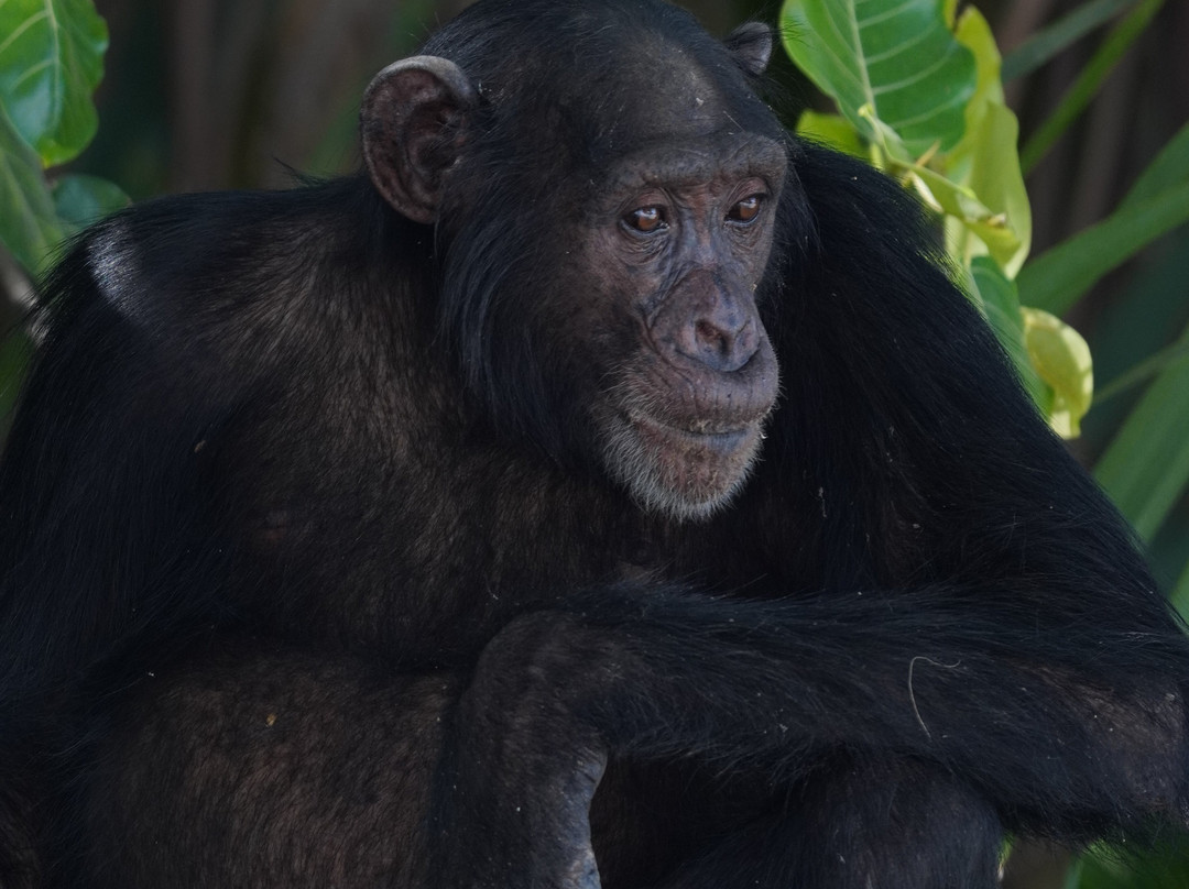 Smiley, Your Eco-Nature Guide in Kuntaur Gambia-Kuntaur必去景点