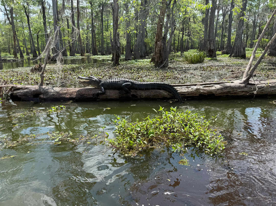 Champagne's Cajun Swamp Tours-布里奥克斯桥必去景点