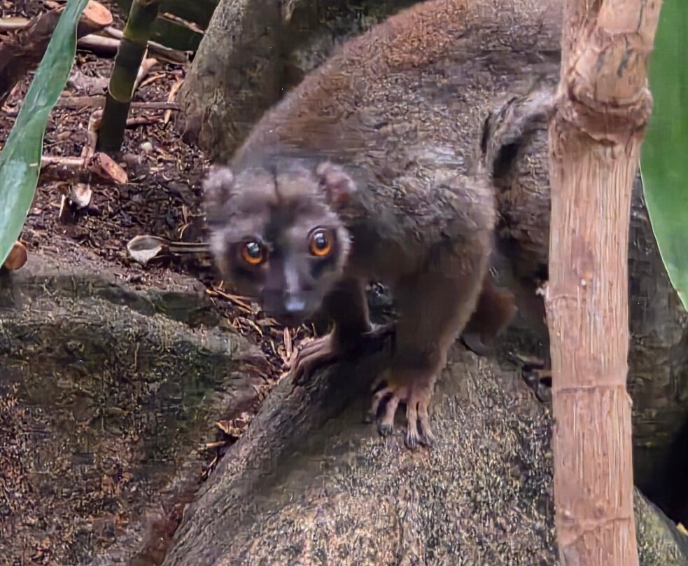 Randers Regnskov-兰讷斯必去景点