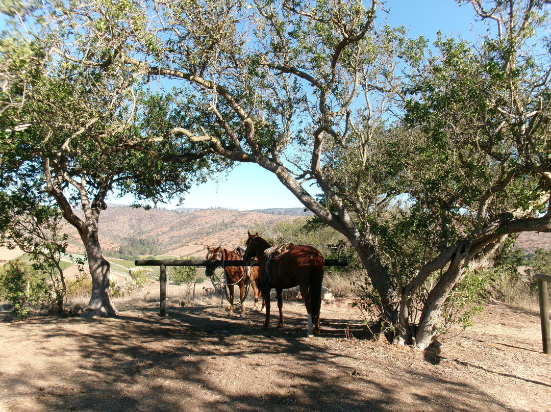 马特提克葡萄园卡索纳酒店主图