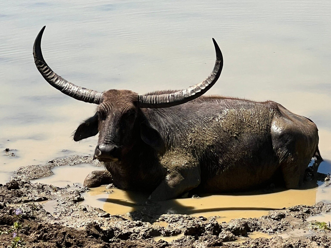 Yala Lahiru Safari-蒂瑟默哈拉默必去景点