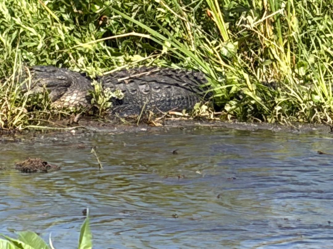 Master Gator Airboat Tours of Palm Beach County-西棕榈滩必去景点