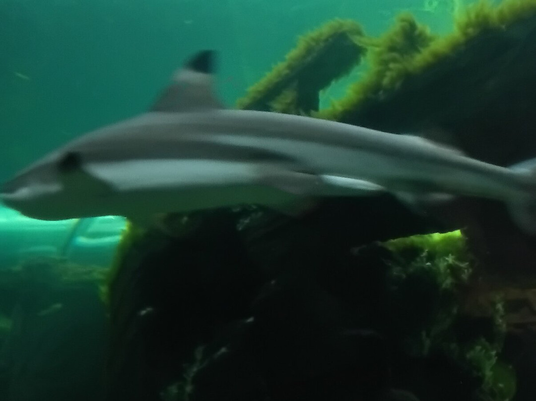 Oceanarium-伯恩茅斯必去景点