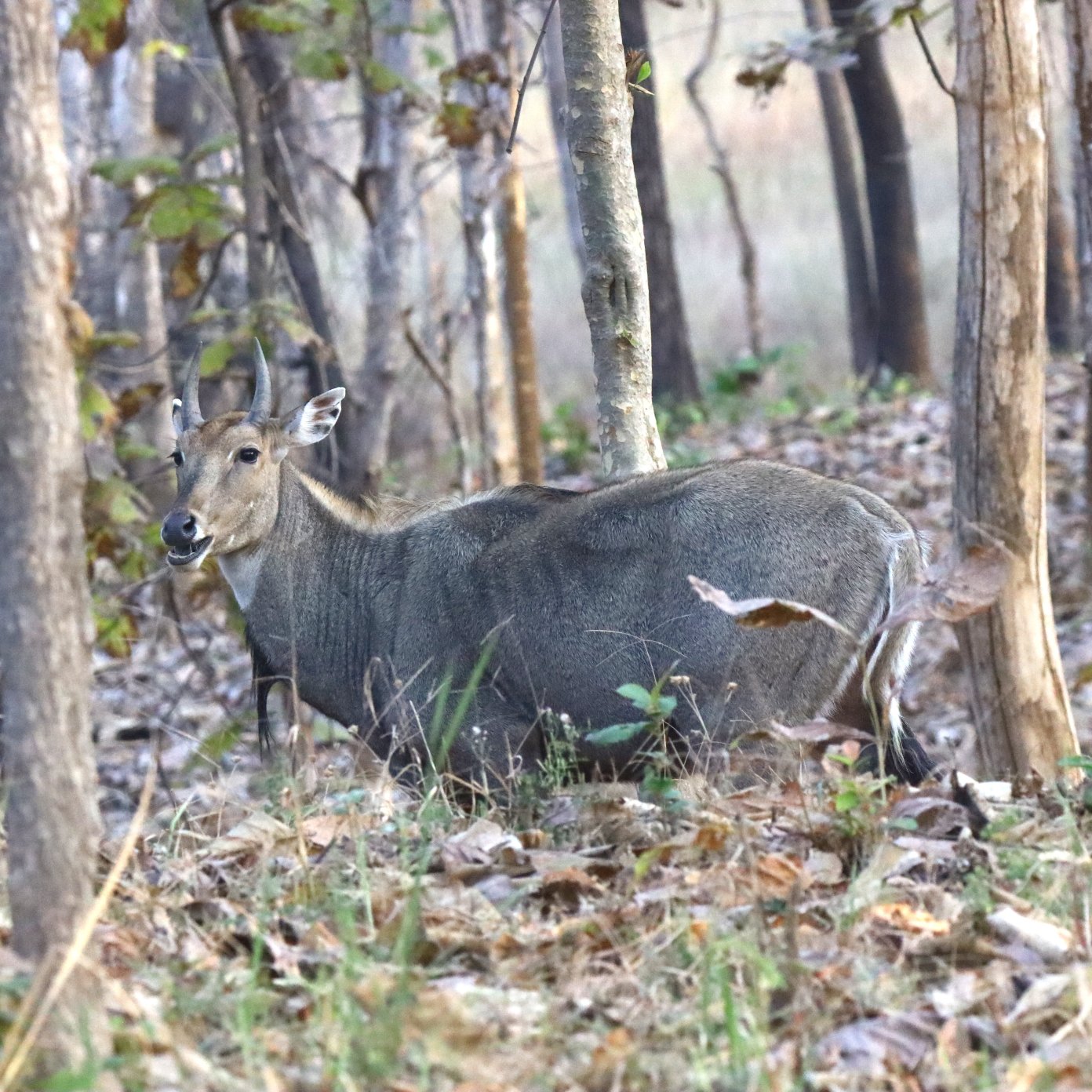 普顿迪野外酒店-丹瓦回水度假酒店-官方