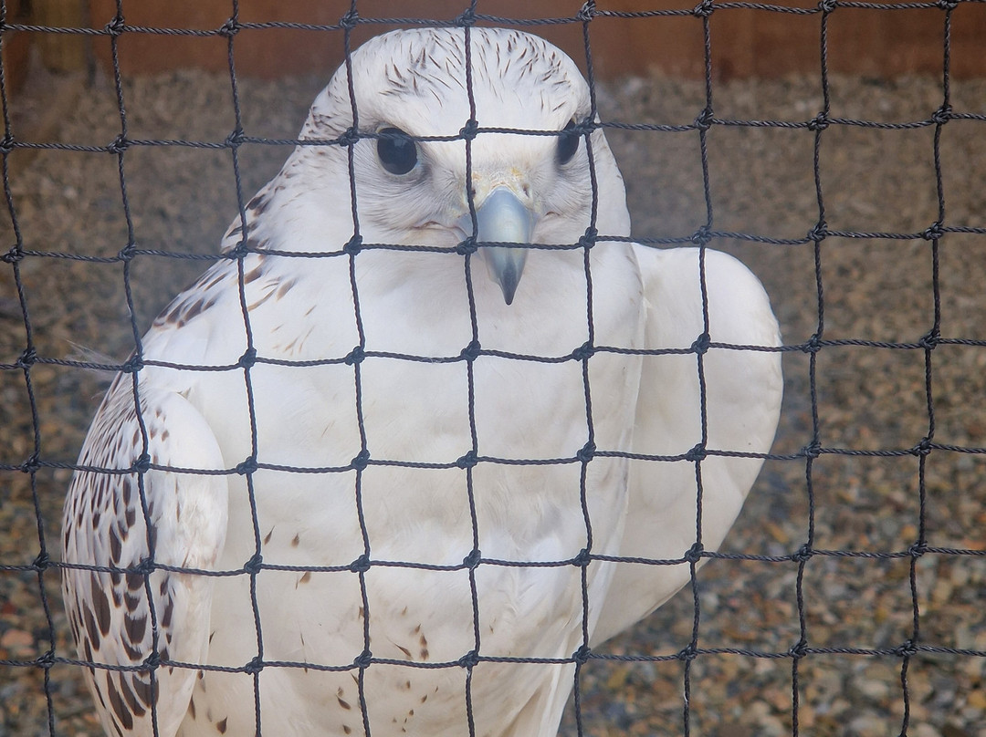 The British Bird of Prey Centre-喀麦登必去景点