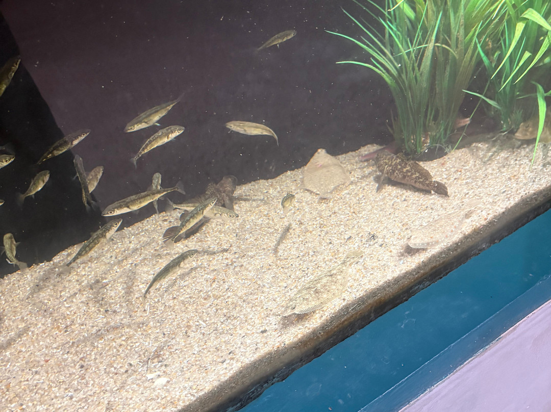 North Sea Aquarium-Vorupor必去景点