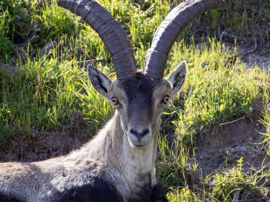 Iberian Lynx Land-Andujar必去景点
