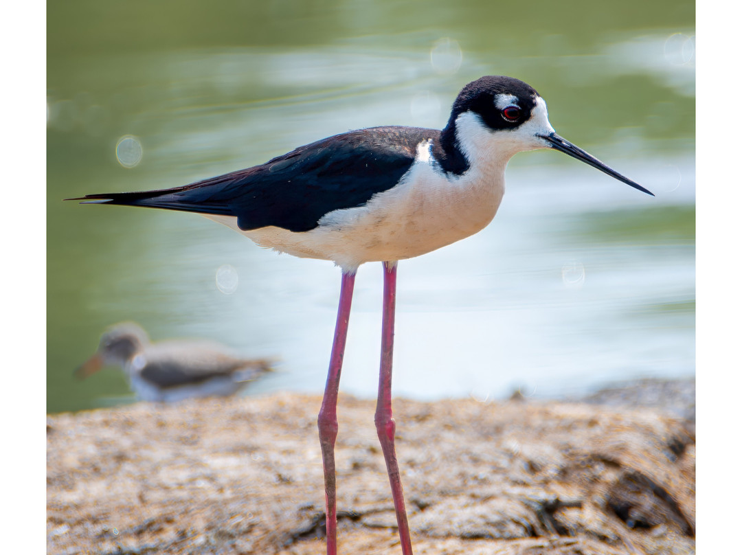 Lugares Pajarosos Birding Expeditions-拉巴斯必去景点
