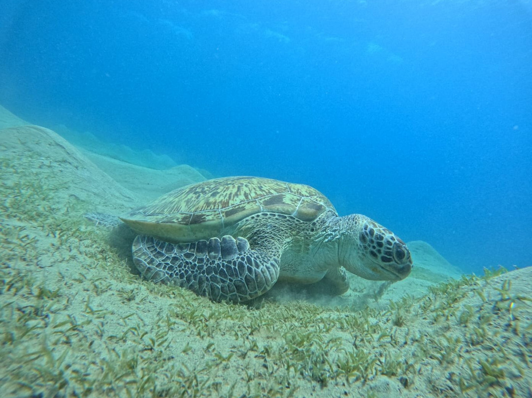 ÄGYPTEN - VIP unvergessliche exclusive Ausflüge mit FARA & HAMADA-Pfungen必去景点