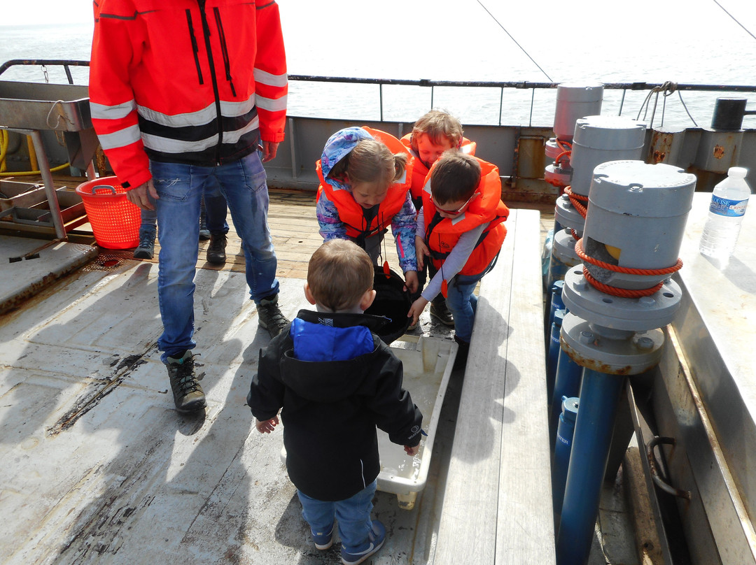 Viking TS3 Sleepnetvissen-West-Terschelling必去景点