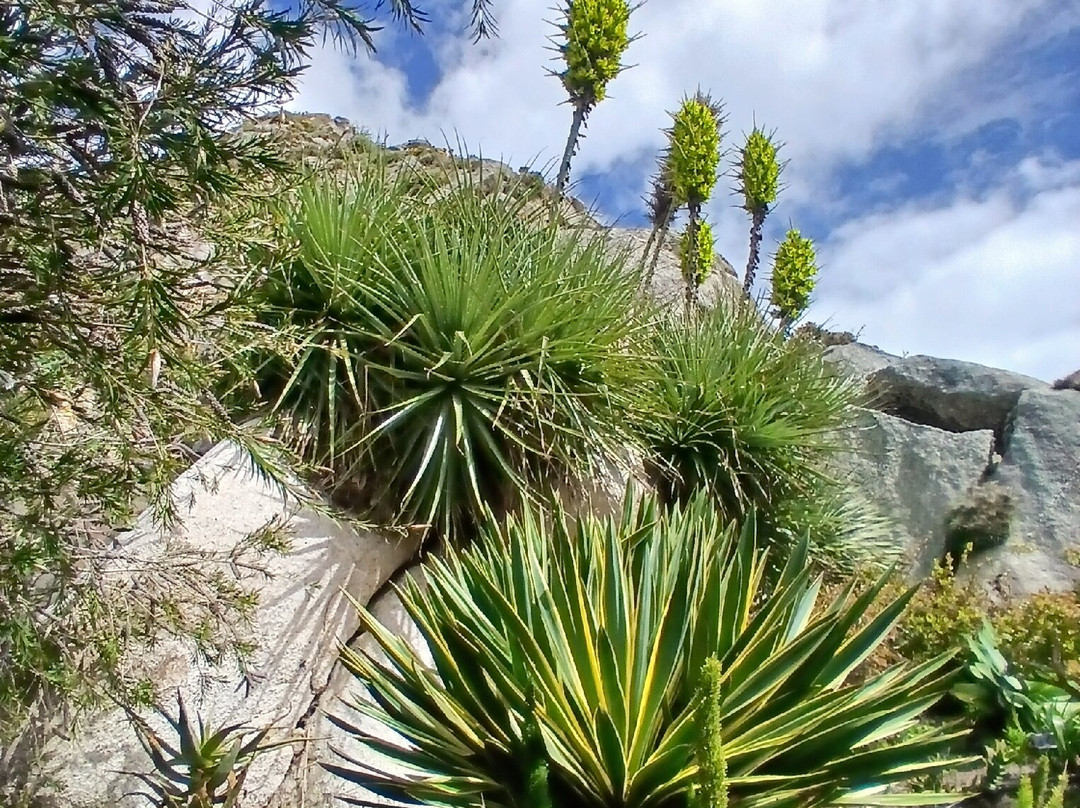 Jardin Exotique et Botanique de Roscoff-罗斯科夫必去景点
