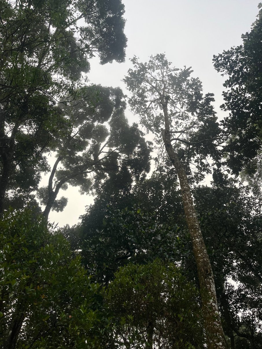 阿纳维拉萨姆瑞恩度假村-旅行者