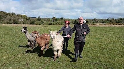 Lydford Gorge Alpacas-Lydford必去景点