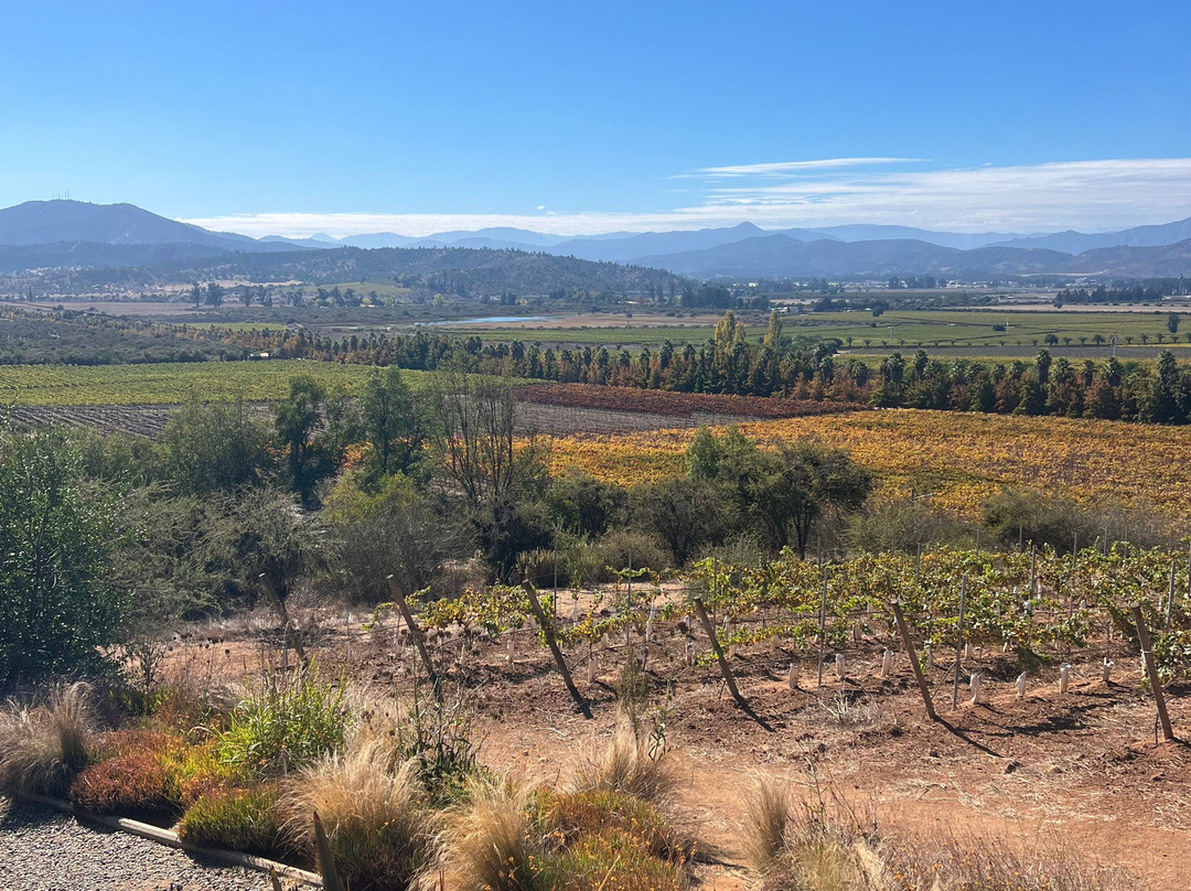 Kingston Family Vineyards-卡萨布兰卡必去景点