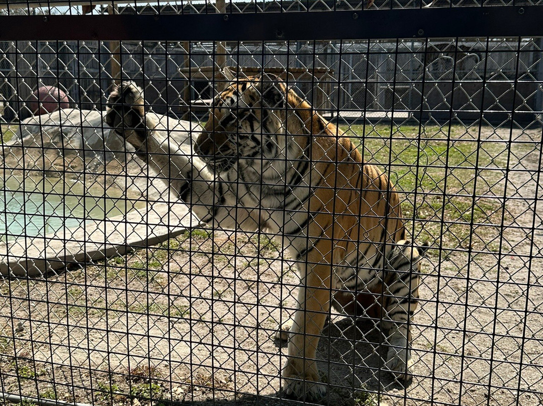 Big Cat Habitat-萨拉索塔必去景点