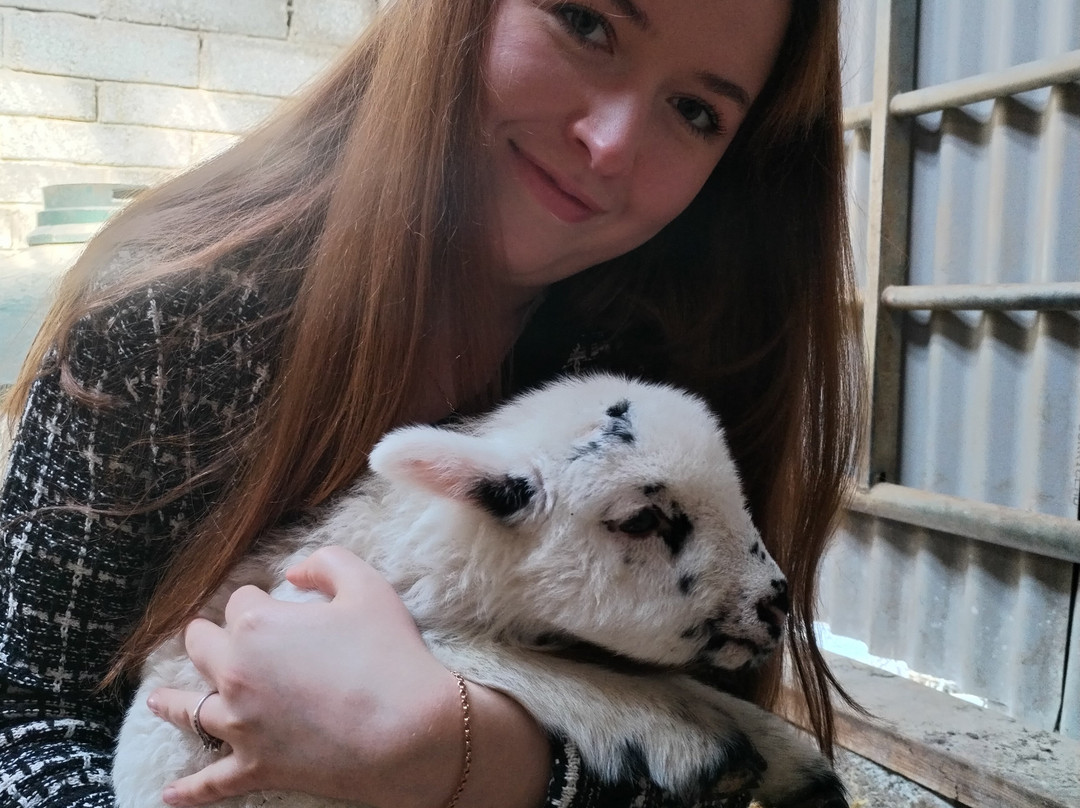 Hold A Baby Lamb-Glanfahan必去景点