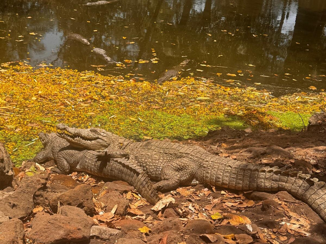 Kachikally Crocodile Pool-Bakau必去景点