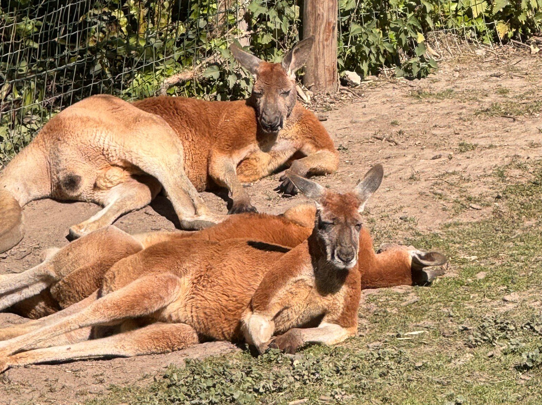 Parc Zoologique Cerza-Hermival-les-Vaux必去景点