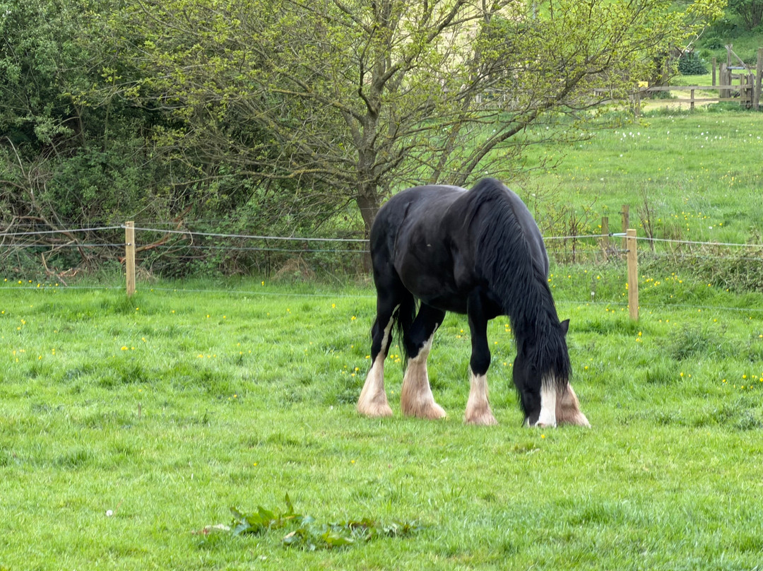 Cotebrook Shire Horse Centre-Cotebrook必去景点