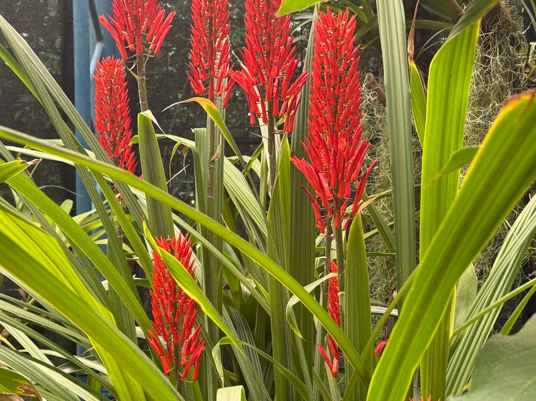 Jardín Botánico de Quito-基多必去景点