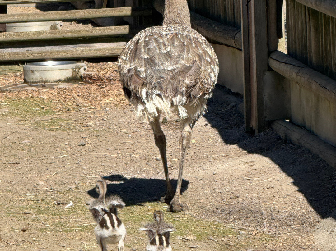 Kolmården Zoo-Kolmarden必去景点
