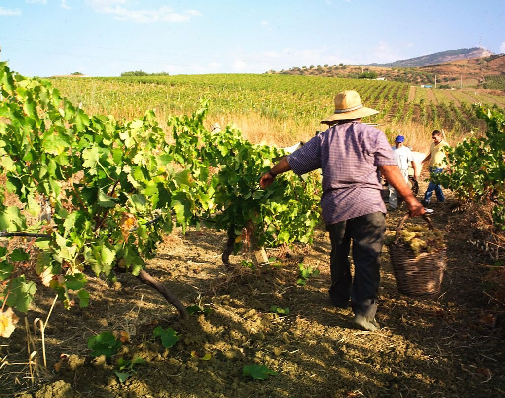 Vini Cassarà