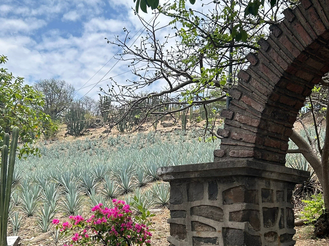 Tequila Fortaleza-特基拉必去景点