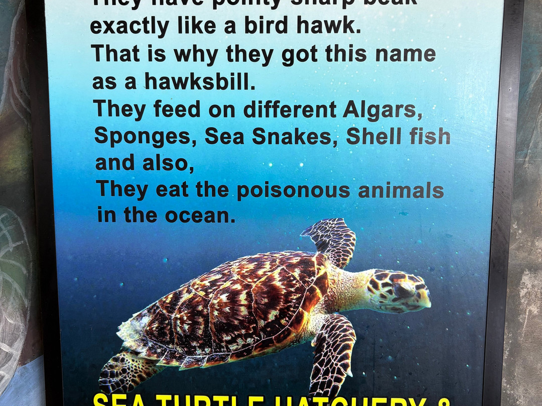 Sea Turtle Hatchery & Conservation Center Habaraduwa-哈巴拉杜瓦必去景点