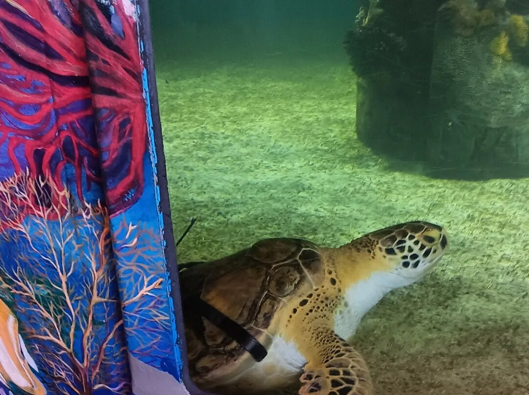 Sea Turtle, Inc.-南帕诸岛必去景点