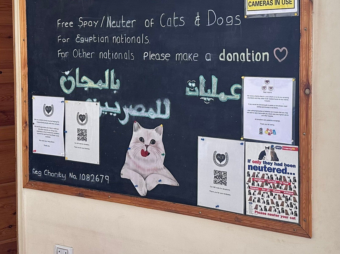 ACE - Animal Care in Egypt-卢克索必去景点