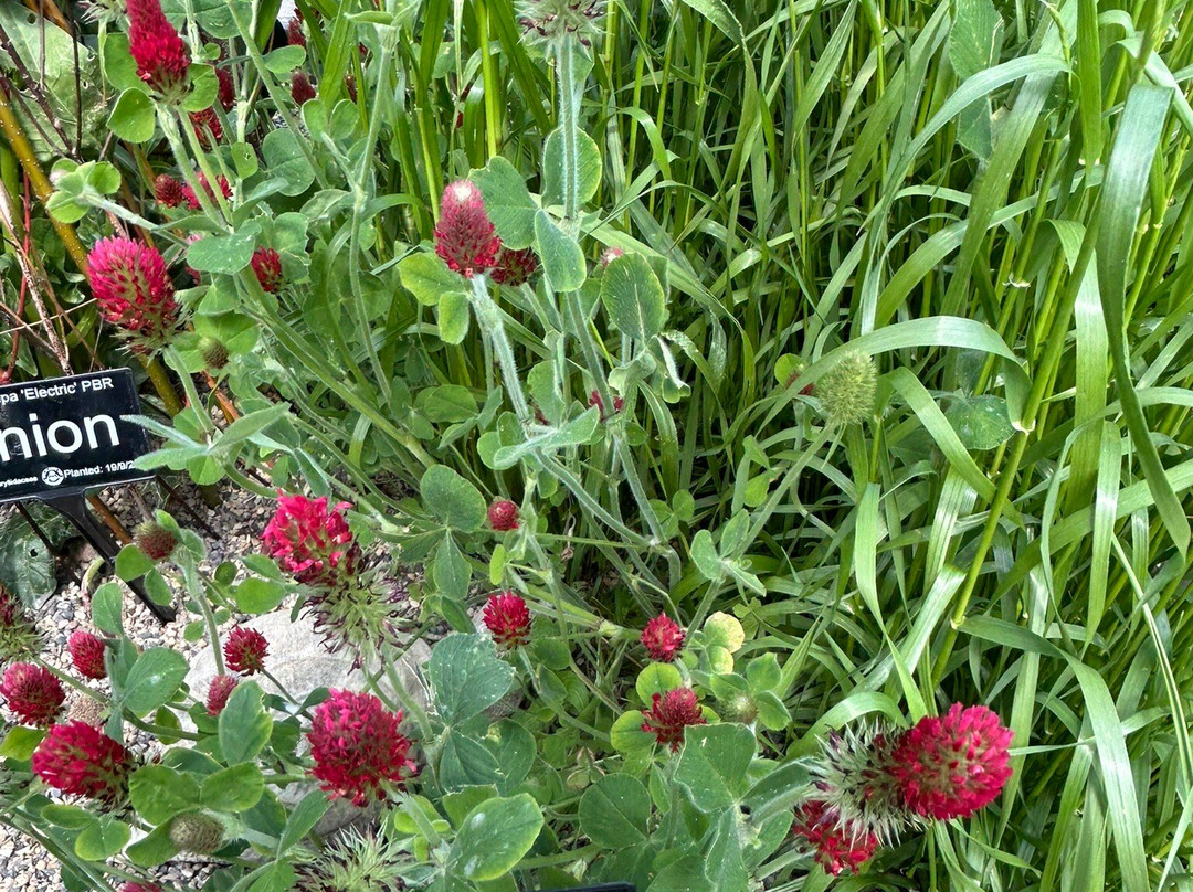 RHS Garden Harlow Carr-哈罗盖特必去景点