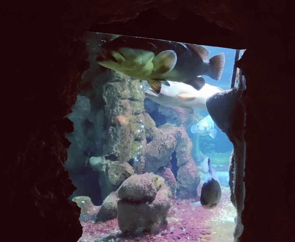 Aquarium of Rhodes - Hydrobiological Station-罗德城必去景点