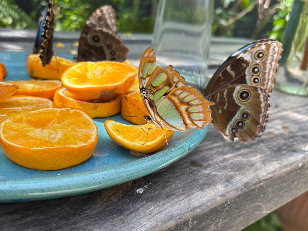 The Butterfly Farm-奥腊涅斯塔德必去景点