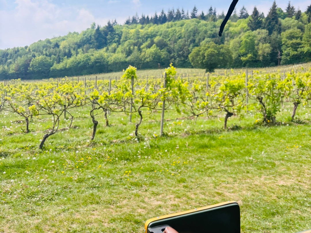 Denbies Wine Estate Ltd-多肯必去景点