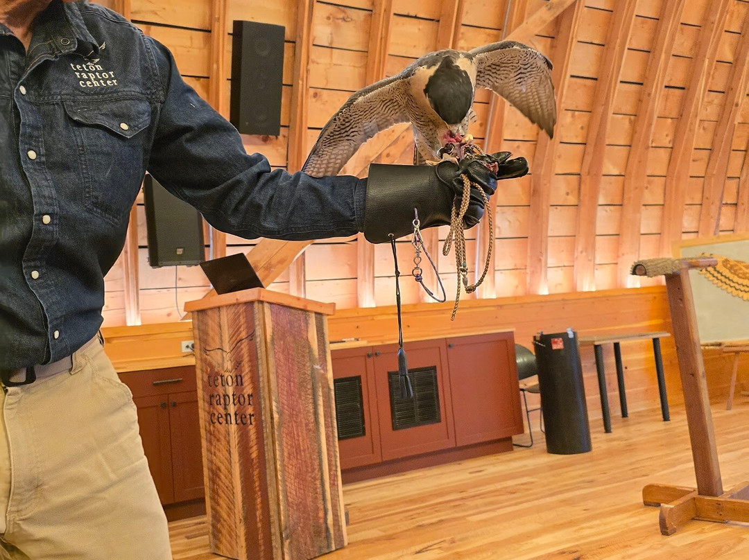 Teton Raptor Center-威尔逊必去景点