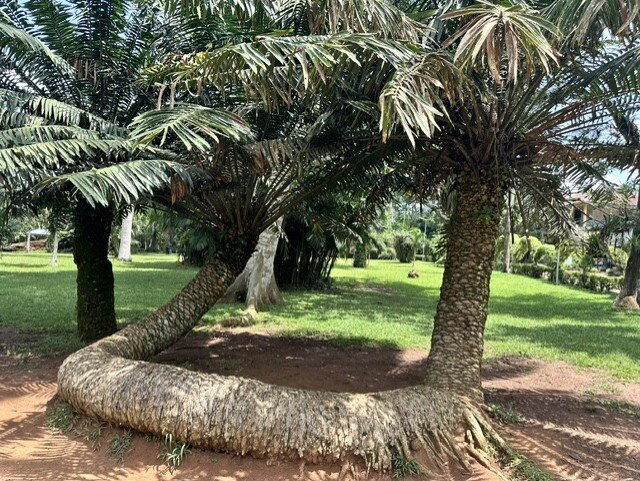 Awuni Tours Ghana-阿克拉必去景点