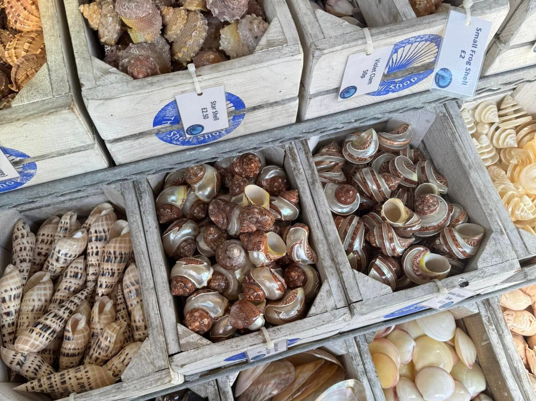 The Shell Shop-纽基必去景点