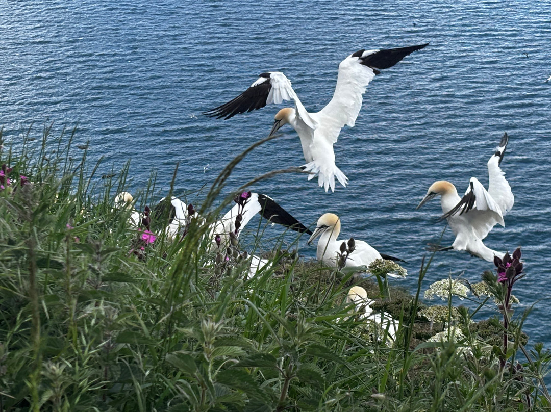 RSPB Bempton Cliffs-Bempton必去景点