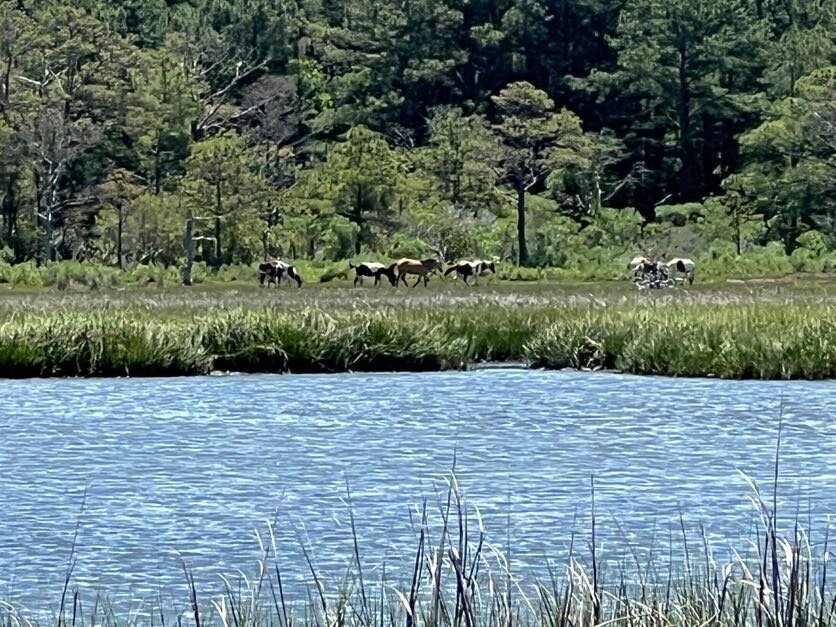 Barnacle Bill's Wild Pony Boat Tours-钦科蒂格岛必去景点