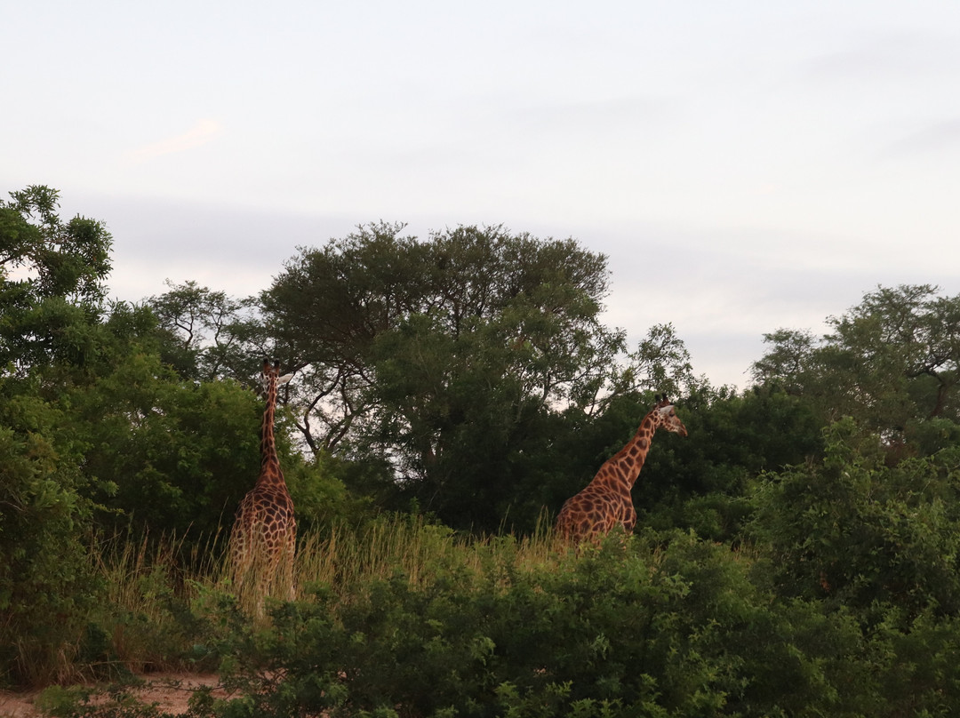 Iconic Africa Safaris-坎帕拉必去景点