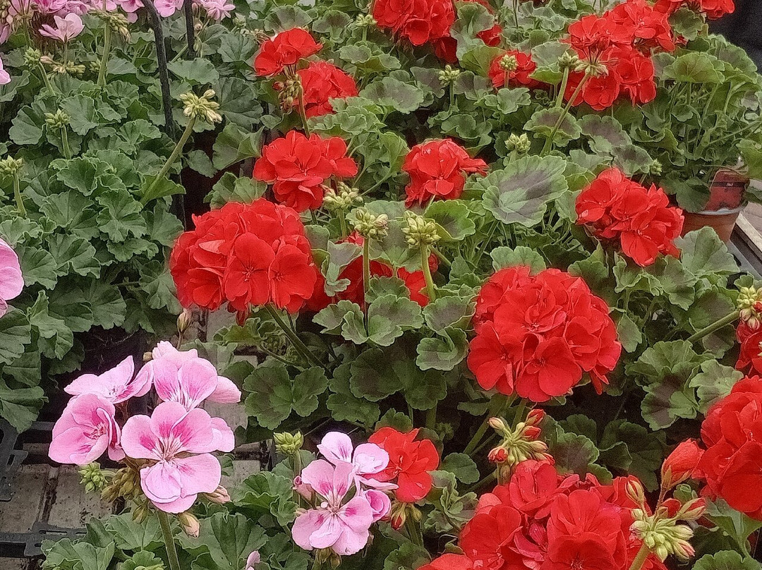 Walker's Nurseries and Garden Centre-Blaxton必去景点