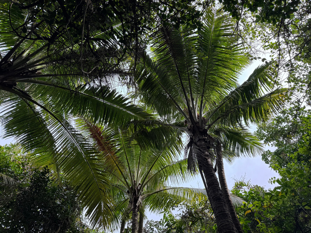 Explore Niue Island Tour-阿洛菲必去景点