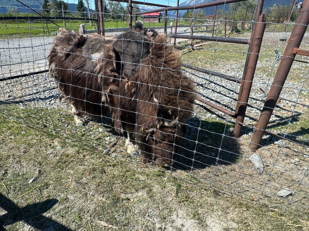 Alaska Wildlife Conservation Center-戈德伍德必去景点