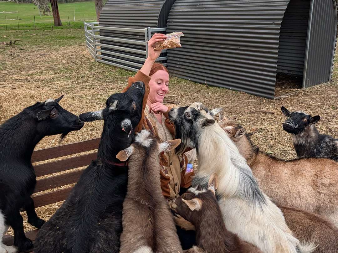 Scotchwood Farm - Highland cow Experience-Boyup Brook必去景点