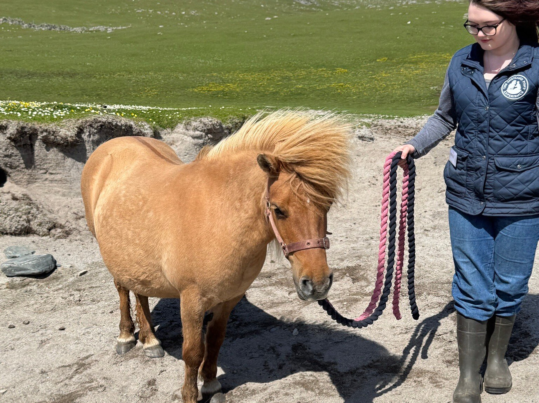 The Shetland Pony Experience-Papil必去景点