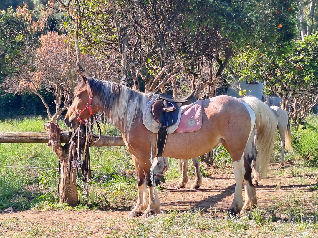 Arena horse riding corfu-Perithia必去景点