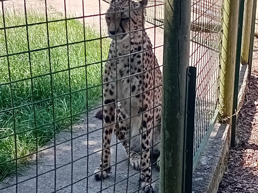 The Big Cat Sanctuary-Smarden必去景点