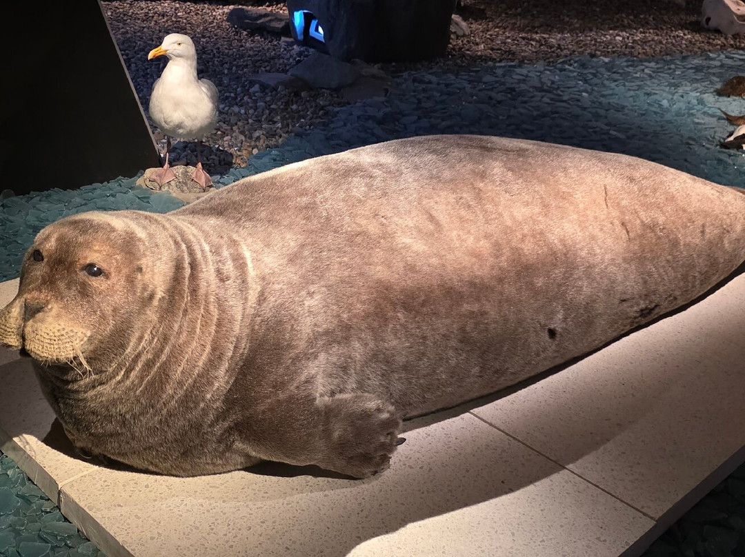 Svalbard Museum-朗伊尔城必去景点
