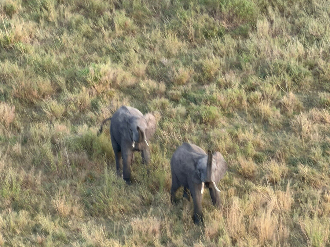 Serengeti Balloon Safaris-塞伦盖蒂国家公园必去景点