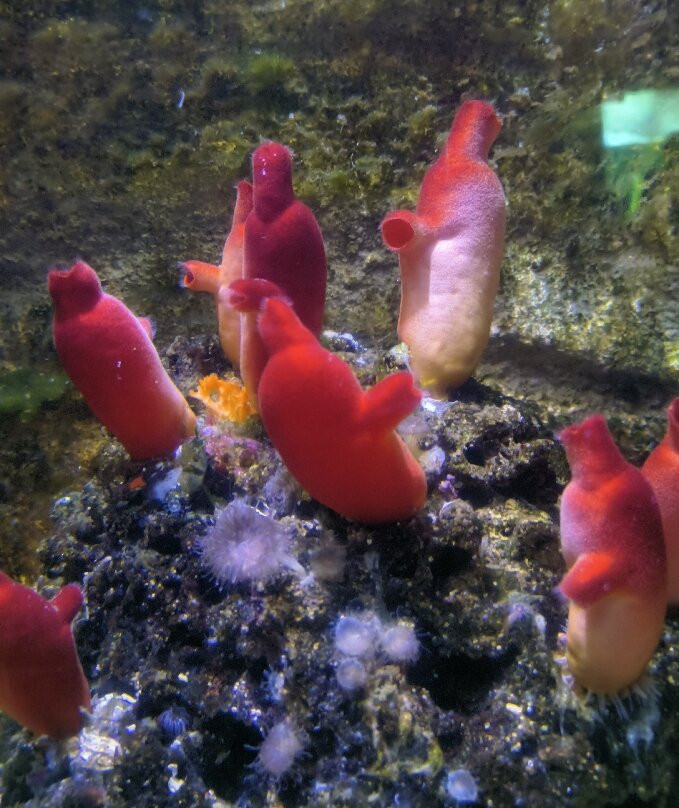 Aquarium La Rochelle-拉罗谢尔必去景点